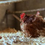 pexels-andreas-ebner-246992646-15645725