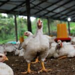 pexels-davegarcia-32840081