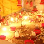 pexels-ramdasaswale-12995533