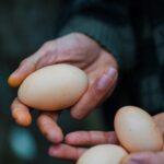 pexels-tivasee-17374727-10867269