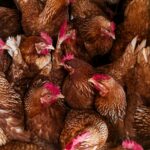 pexels-tyna01-27685255