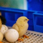 pexels-valentin-cvetanoski-2147958923-32314327